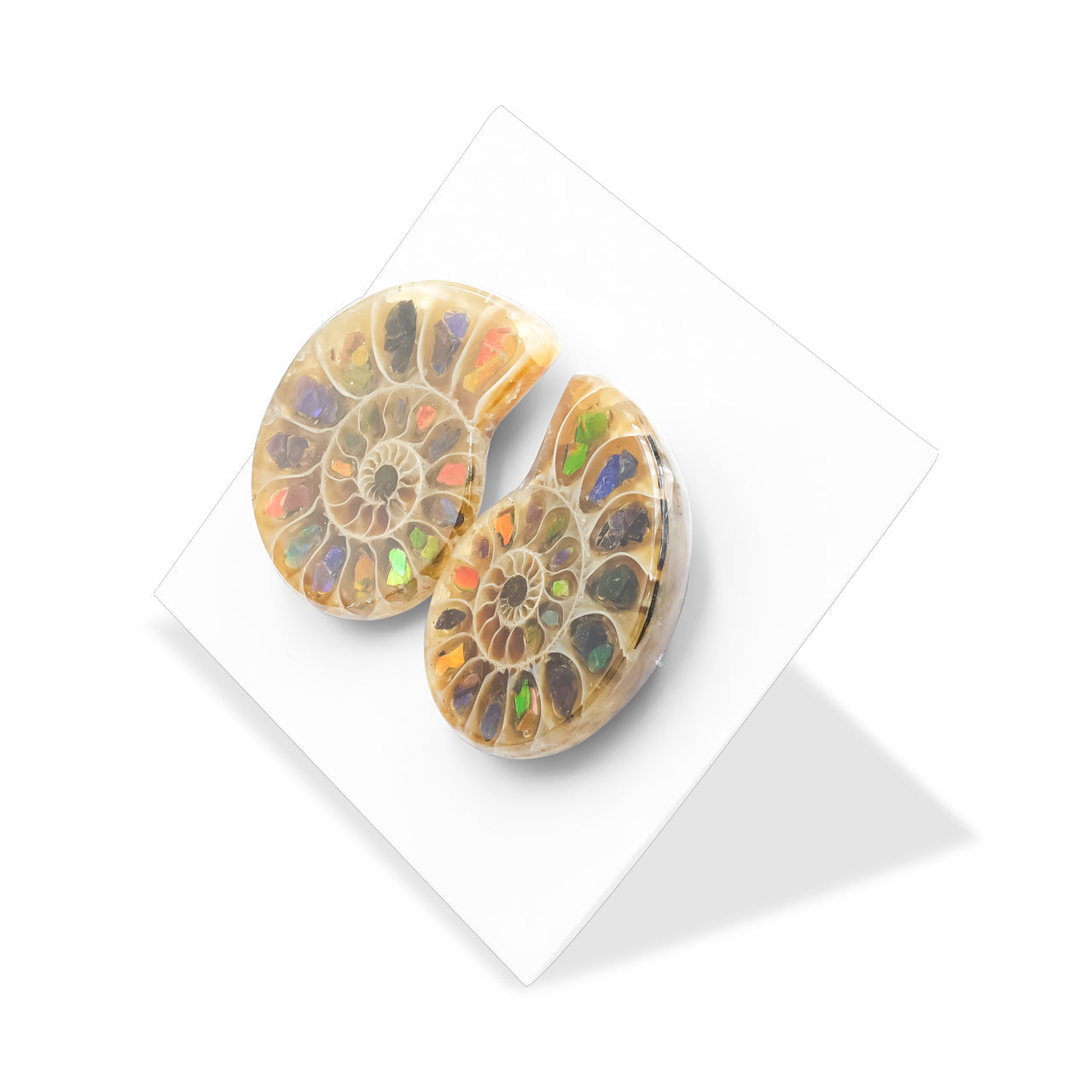 Starborn Ammonite with Ammolite Inlay Cabochons 25 - 27 mm, 1 Pair