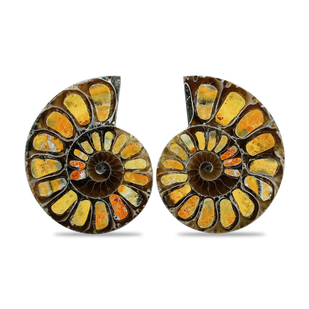 Starborn Half Ammonite with Bumblebee Jasper Inlay Cabochon 25 - 29 mm, 1 Pair