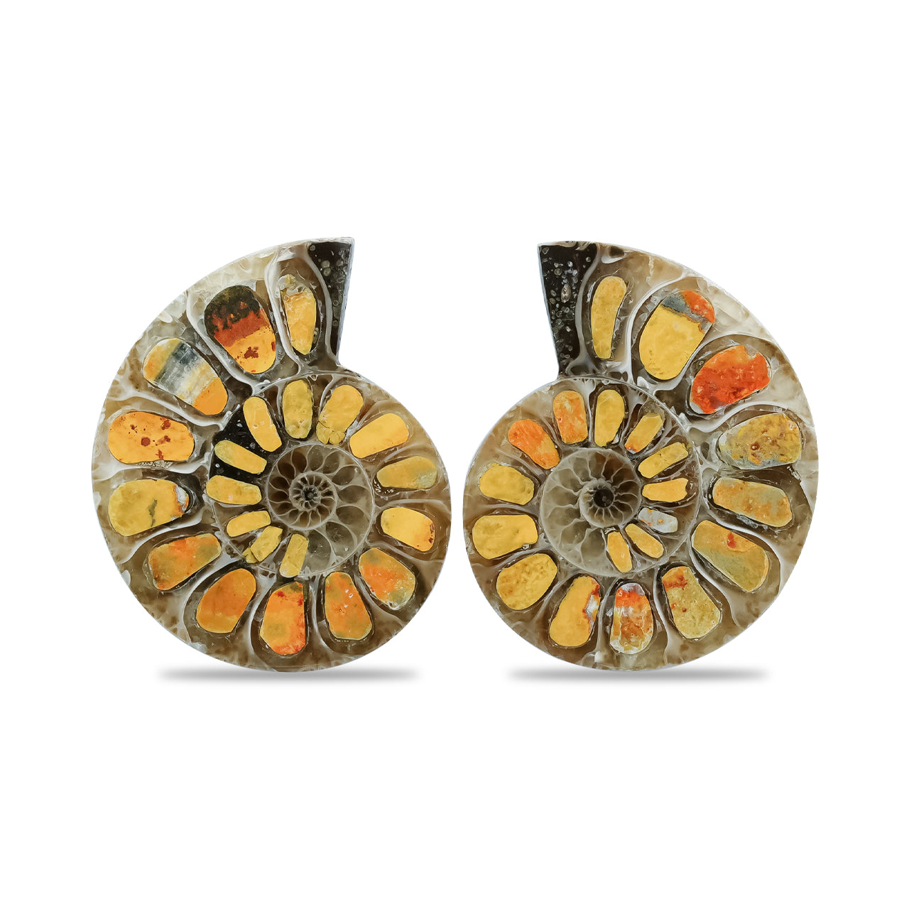 Starborn Half Ammonite with Bumblebee Jasper Inlay Cabochon 25 - 29 mm, 1 Pair