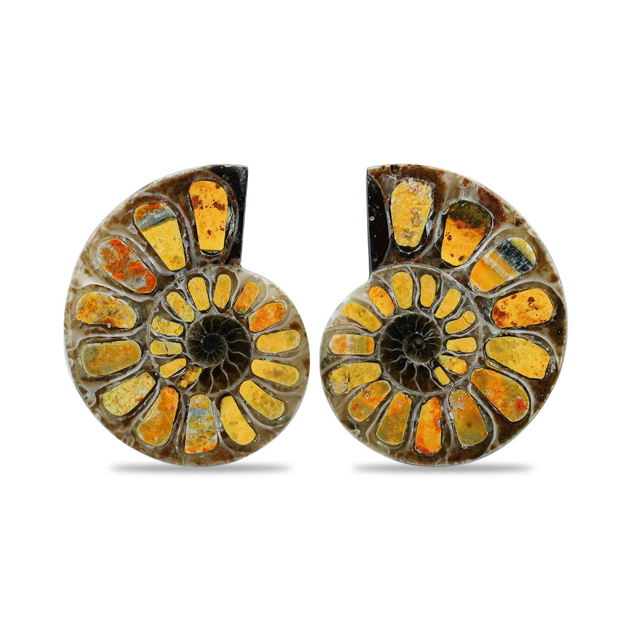 Starborn Half Ammonite with Bumblebee Jasper Inlay Cabochon 25 - 29 mm, 1 Pair