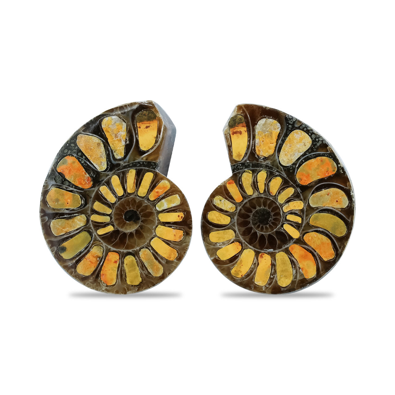 Starborn Half Ammonite with Bumblebee Jasper Inlay Cabochon 25 - 29 mm, 1 Pair
