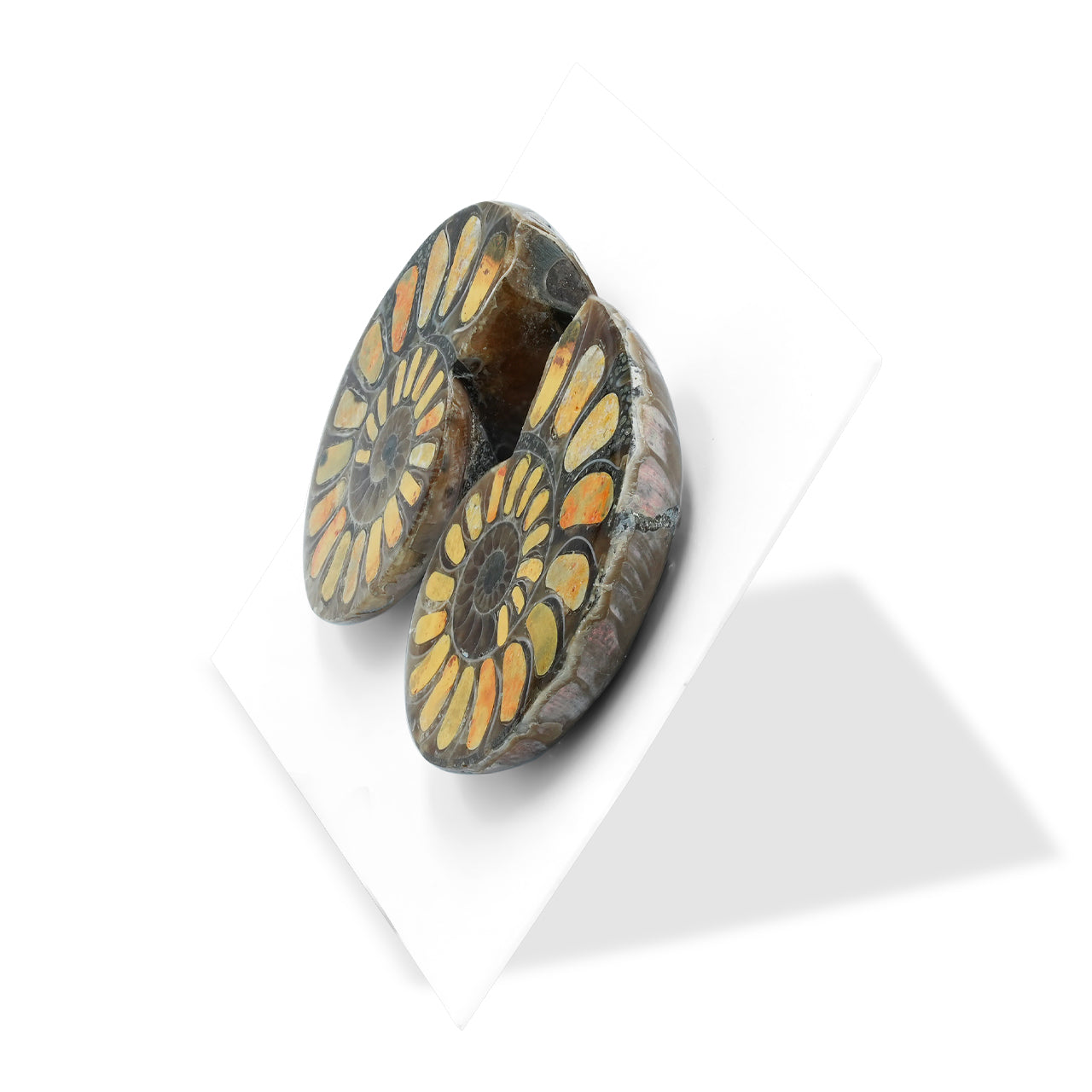 Starborn Half Ammonite with Bumblebee Jasper Inlay Cabochon 25 - 29 mm, 1 Pair