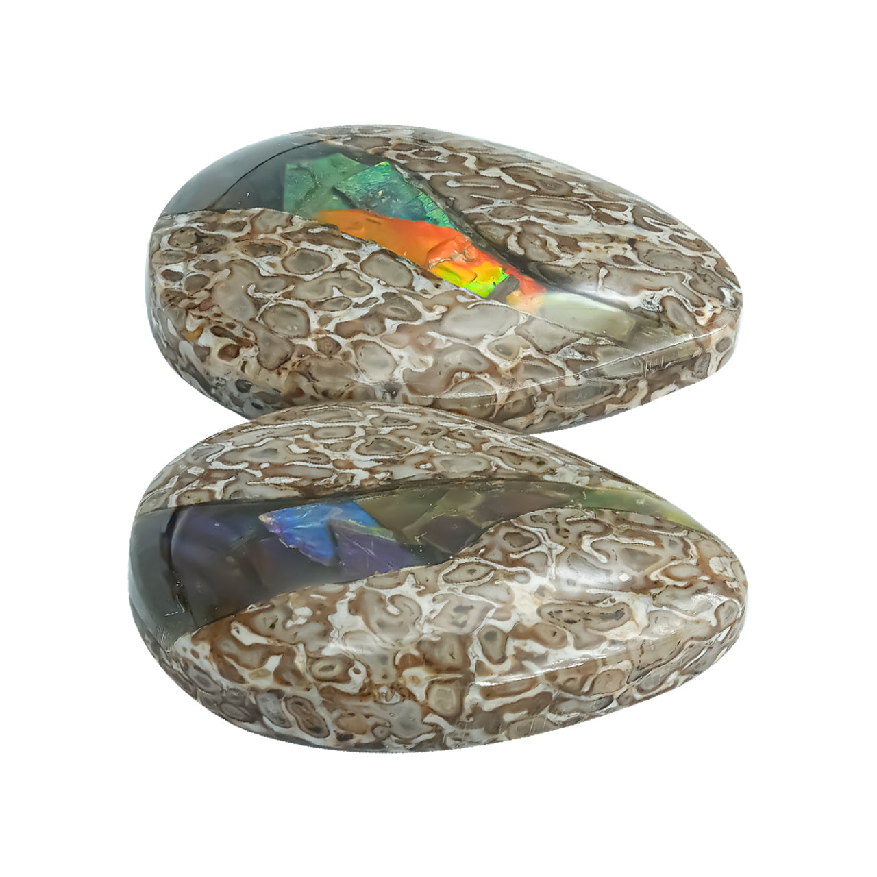 Starborn Fossil Dinosaur Bone with Ammolite Inlay Cabochon Pear 25mm - 1 pair