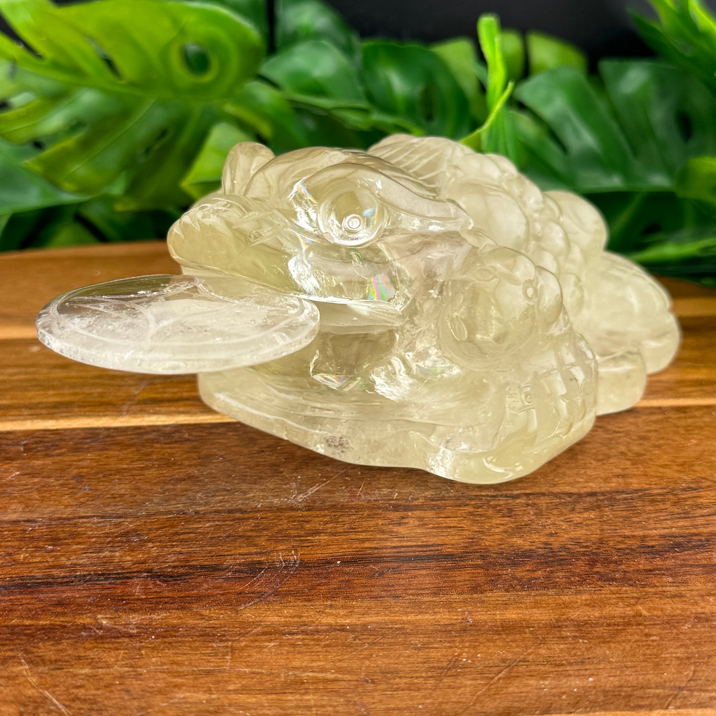 HT Citrine Money Toad