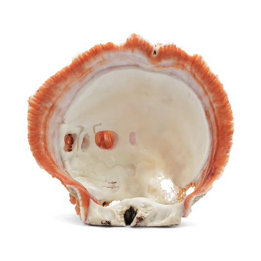 Starborn Hand Carved Spiney Oyster Shell Skull Carving - 1 Piece