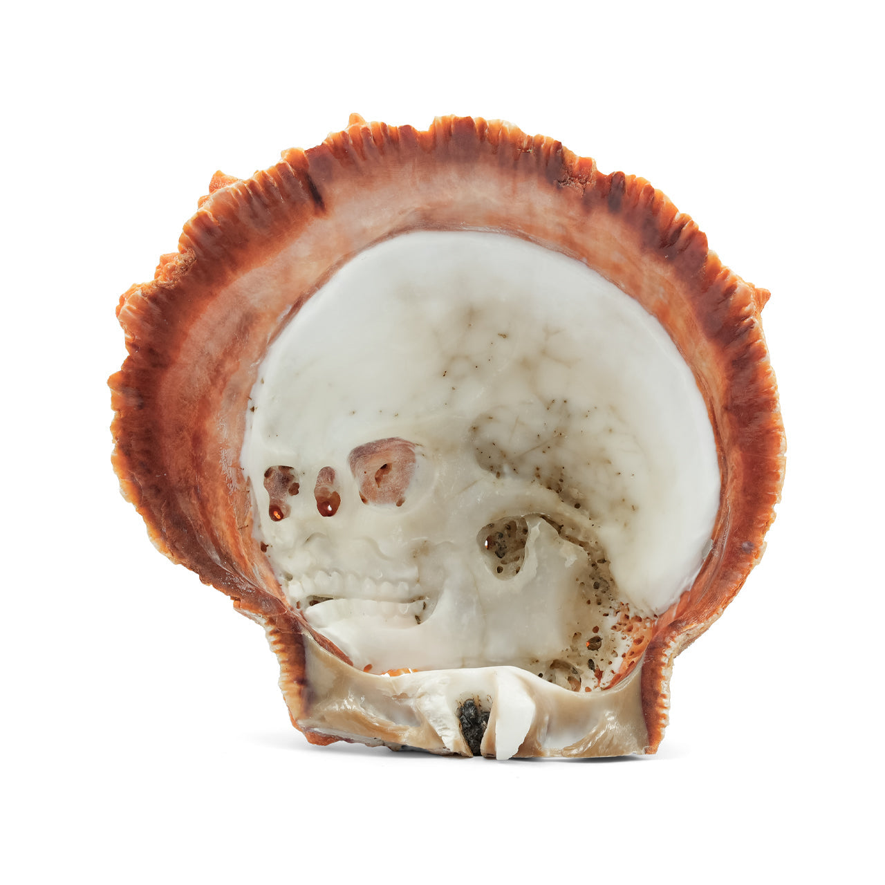 Starborn Hand Carved Spiney Oyster Shell Skull Carving - 1 Piece