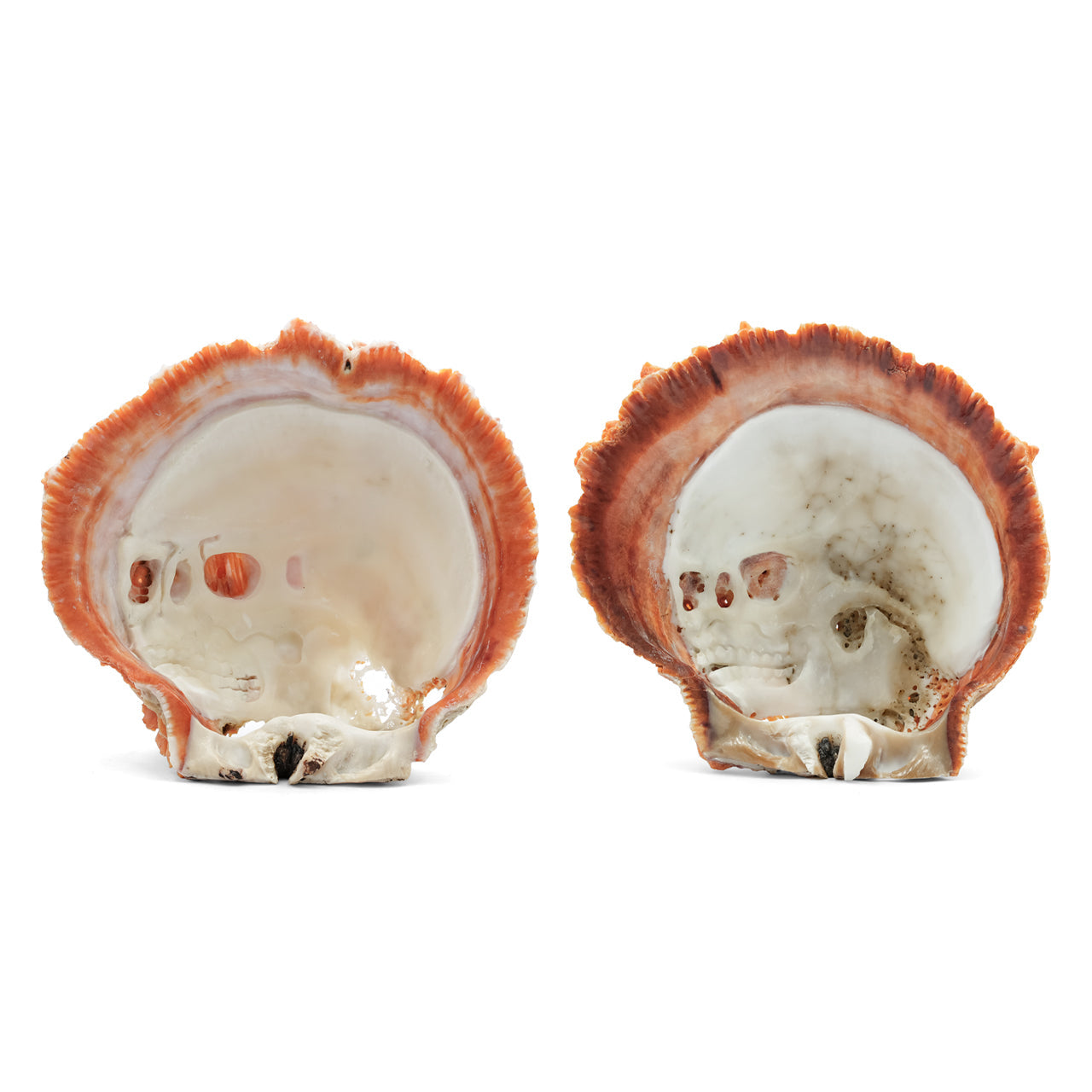 Starborn Hand Carved Spiney Oyster Shell Skull Carving - 1 Piece
