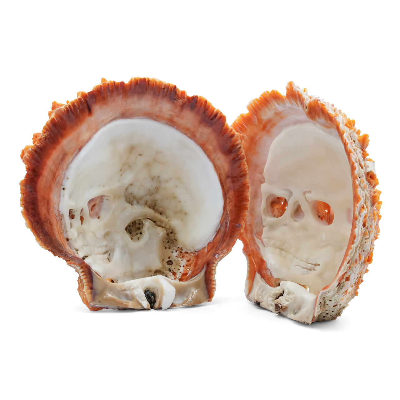 Starborn Hand Carved Spiney Oyster Shell Skull Carving - 1 Piece