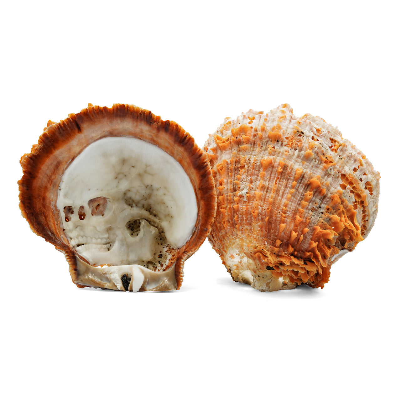 Starborn Hand Carved Spiney Oyster Shell Skull Carving - 1 Piece