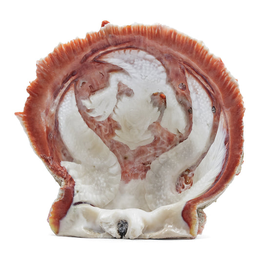 Starborn Hand Carved Spiney Oyster Shell Dragon - 1 Piece