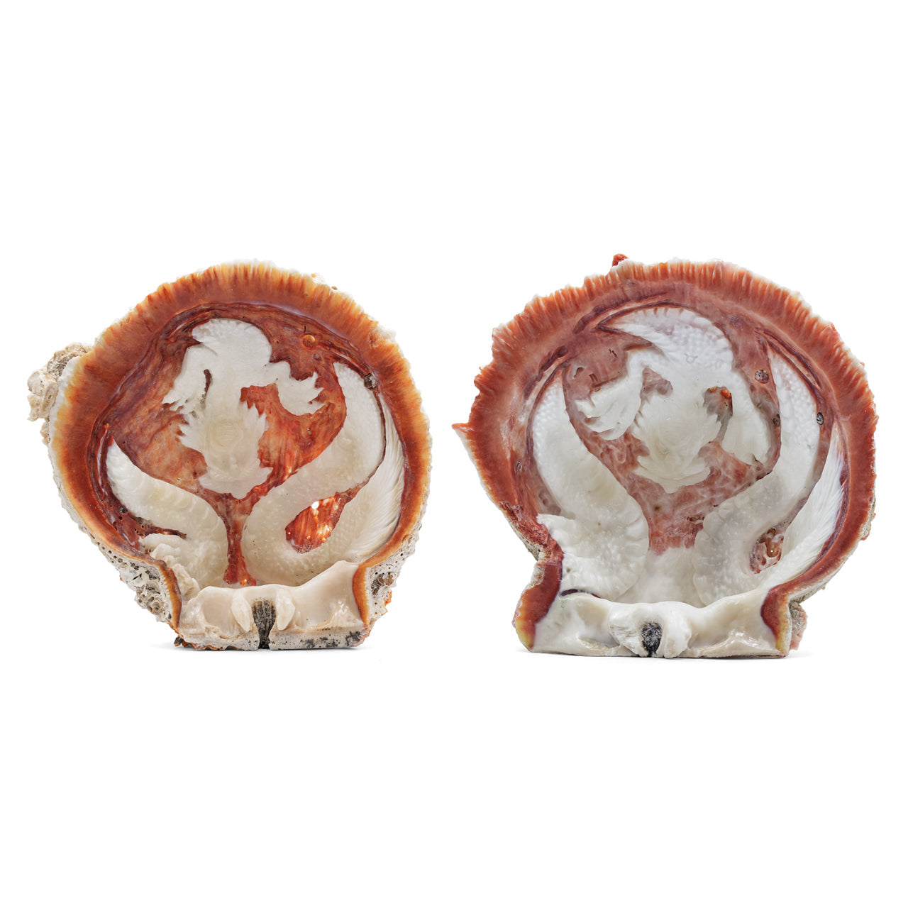Starborn Hand Carved Spiney Oyster Shell Dragon - 1 Piece