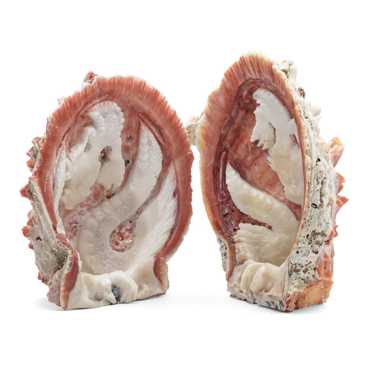 Starborn Hand Carved Spiney Oyster Shell Dragon - 1 Piece