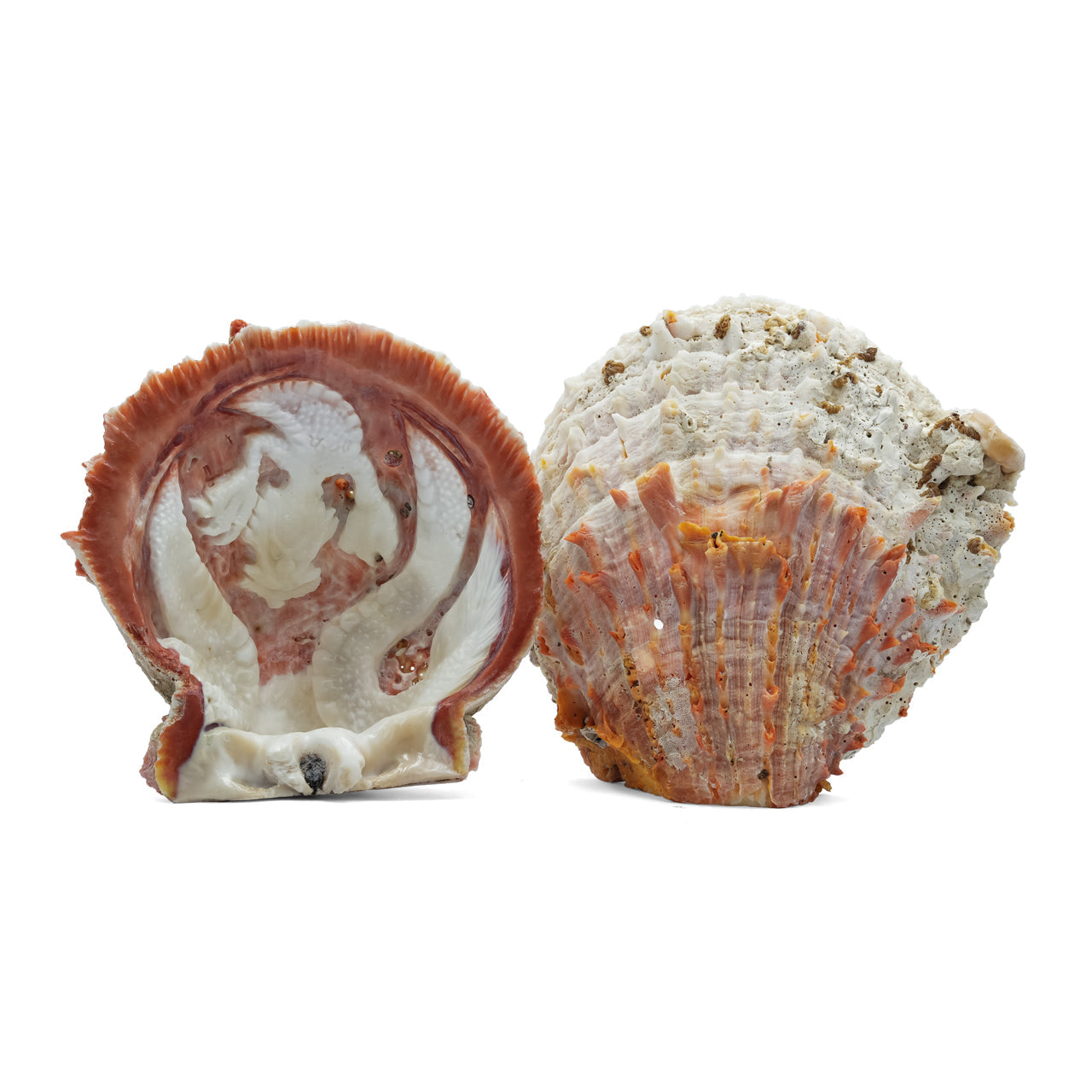 Starborn Hand Carved Spiney Oyster Shell Dragon - 1 Piece
