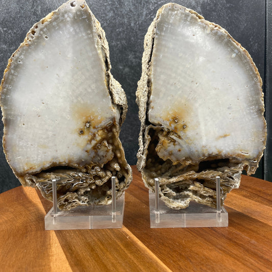 XL Agatized Coral Fossil Pair