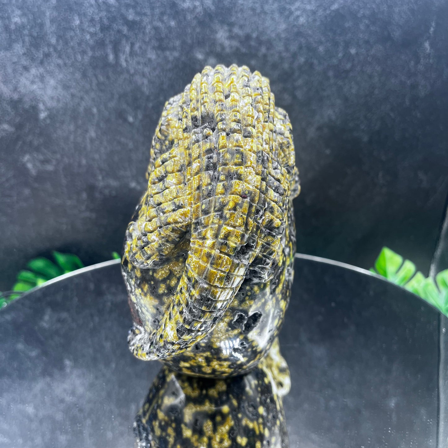 Rare Black Druzy Orbicular Jasper Gator Skull