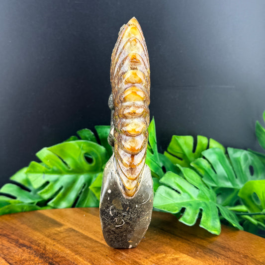 Ammonite Lizard Carving