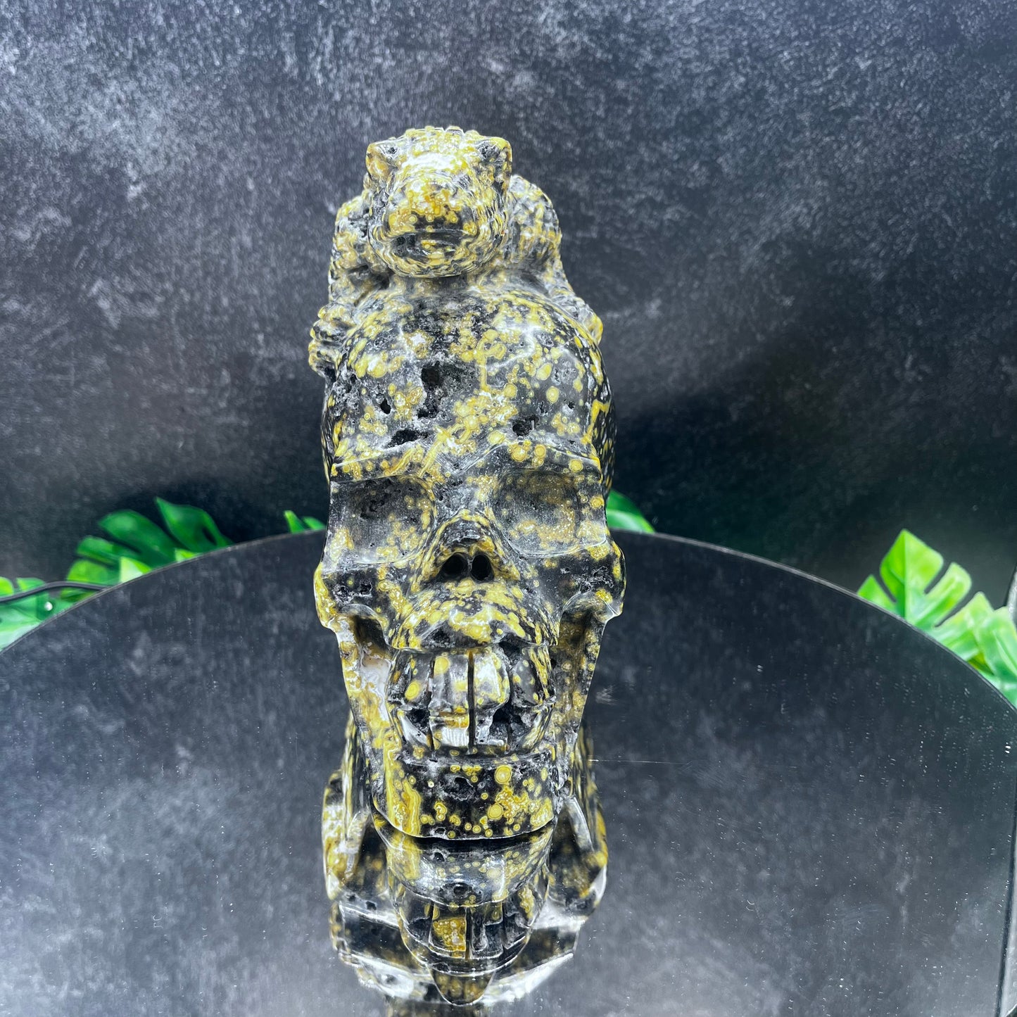 Rare Black Druzy Orbicular Jasper Gator Skull