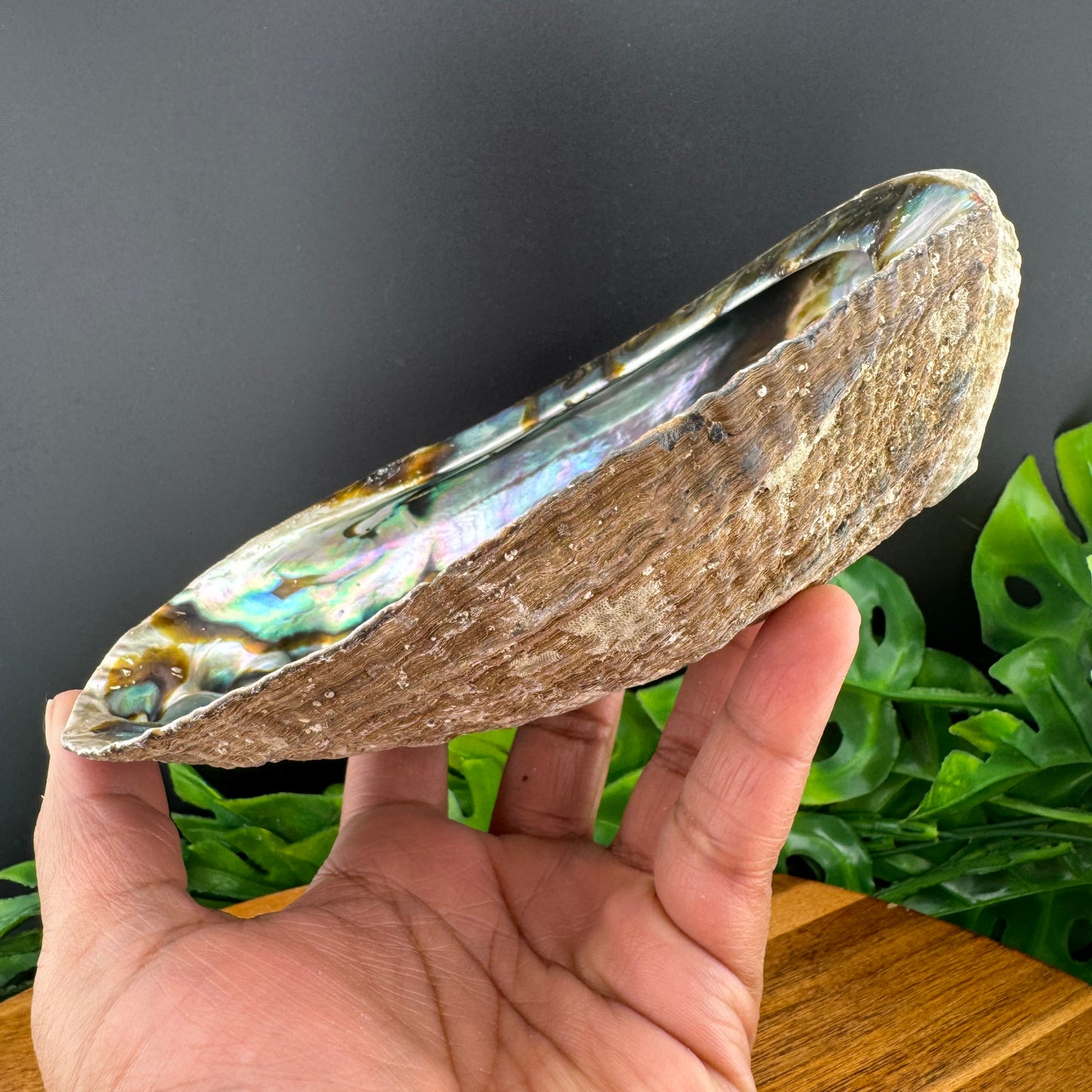 XL Abalone Shell Bowl