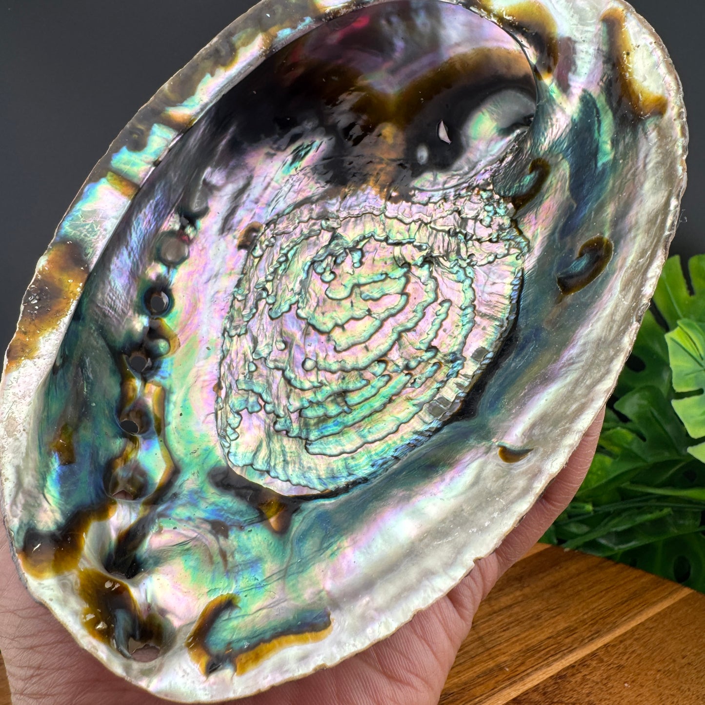 XL Abalone Shell Bowl