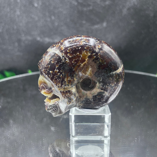 Ammonite with Ammolite Skull
