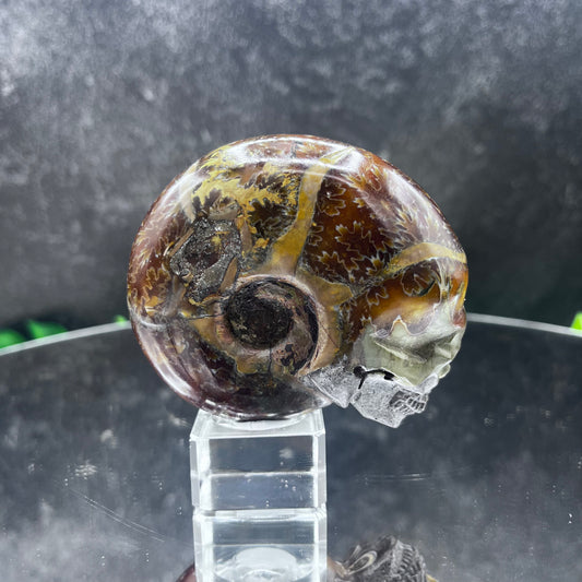 Ammonite Skull
