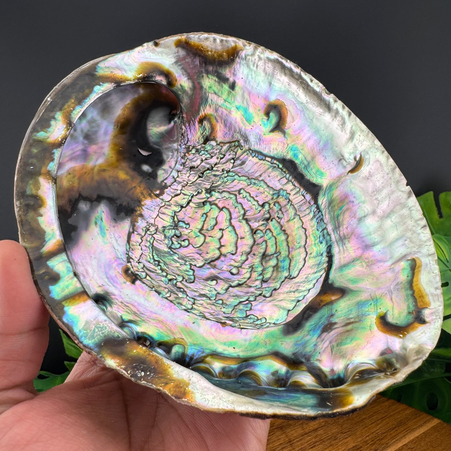 XL Abalone Shell Bowl