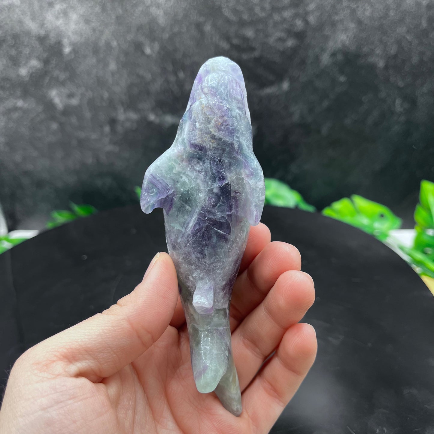 Fluorite Shark