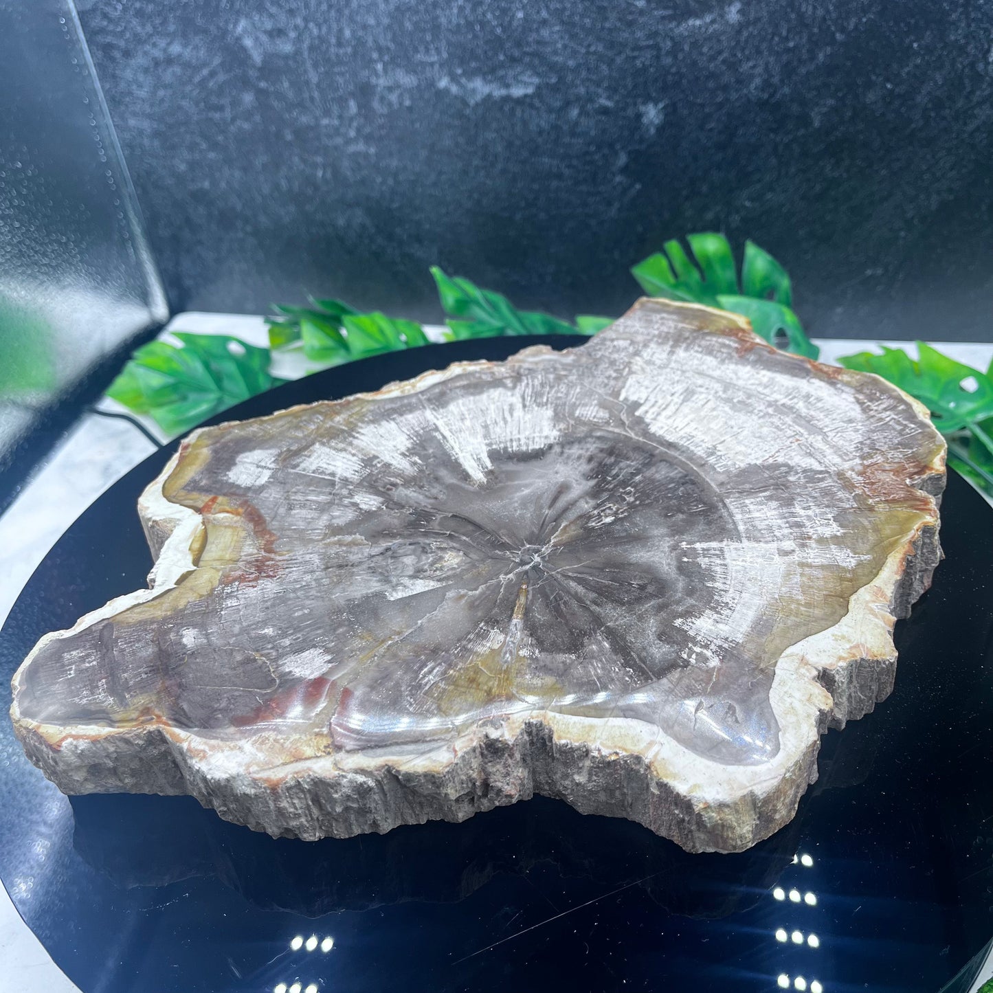 XL Petrified Wood Slab