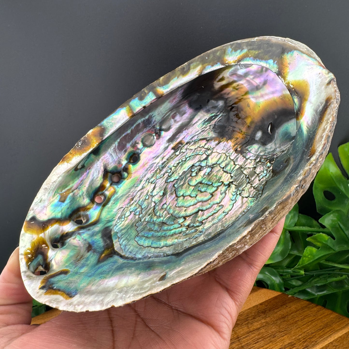 XL Abalone Shell Bowl