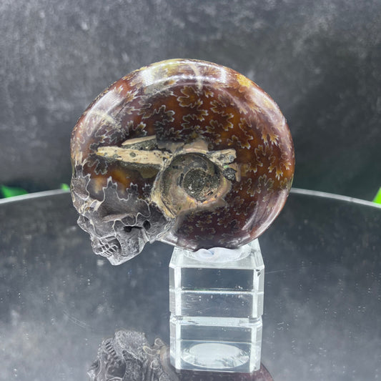 Ammonite with Ammolite Skull