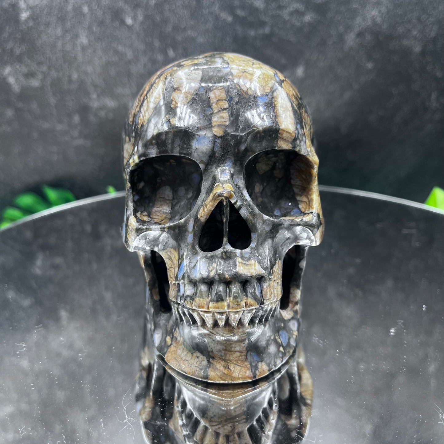 Galaxy Rhyolite (Que Sera) Skull