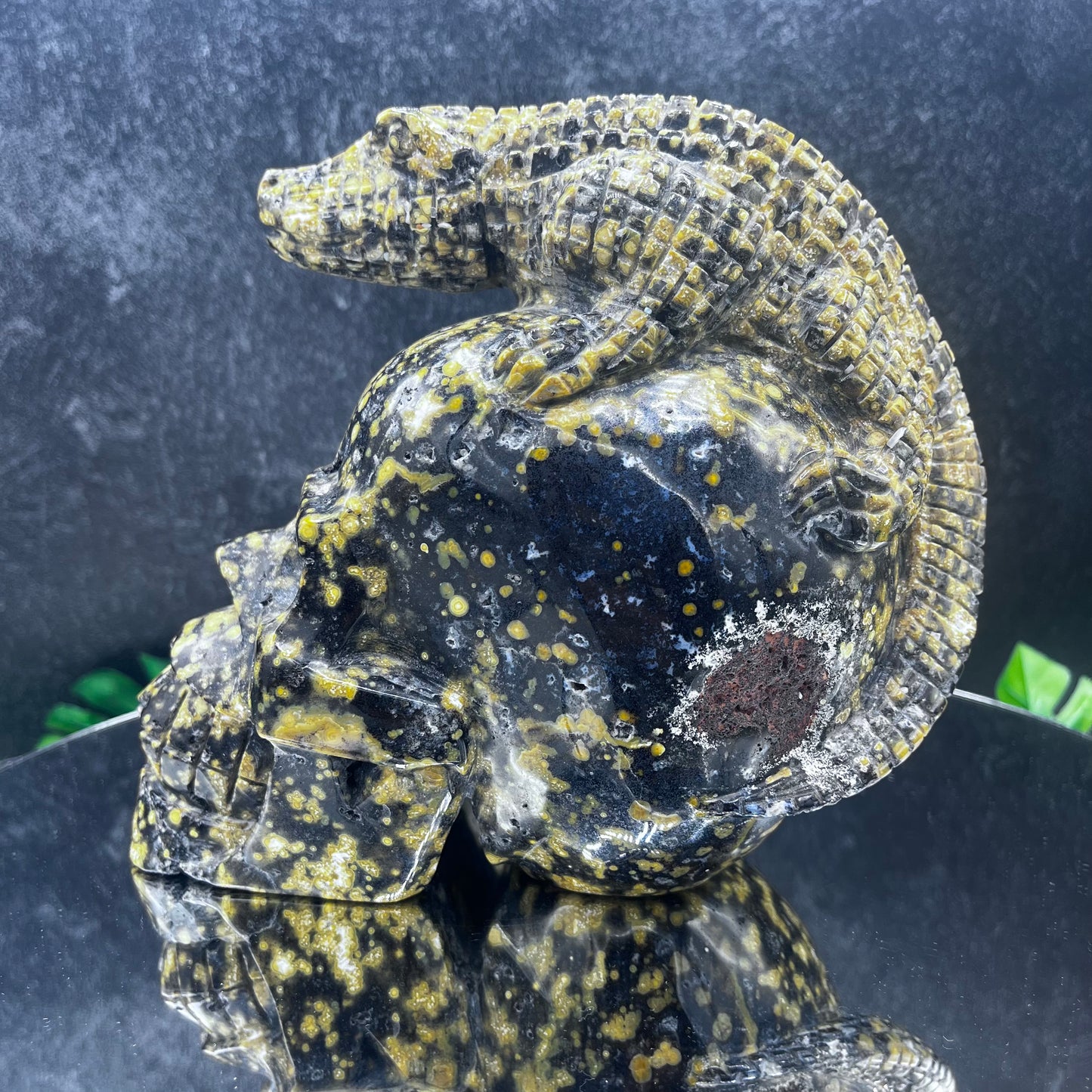 Rare Black Druzy Orbicular Jasper Gator Skull