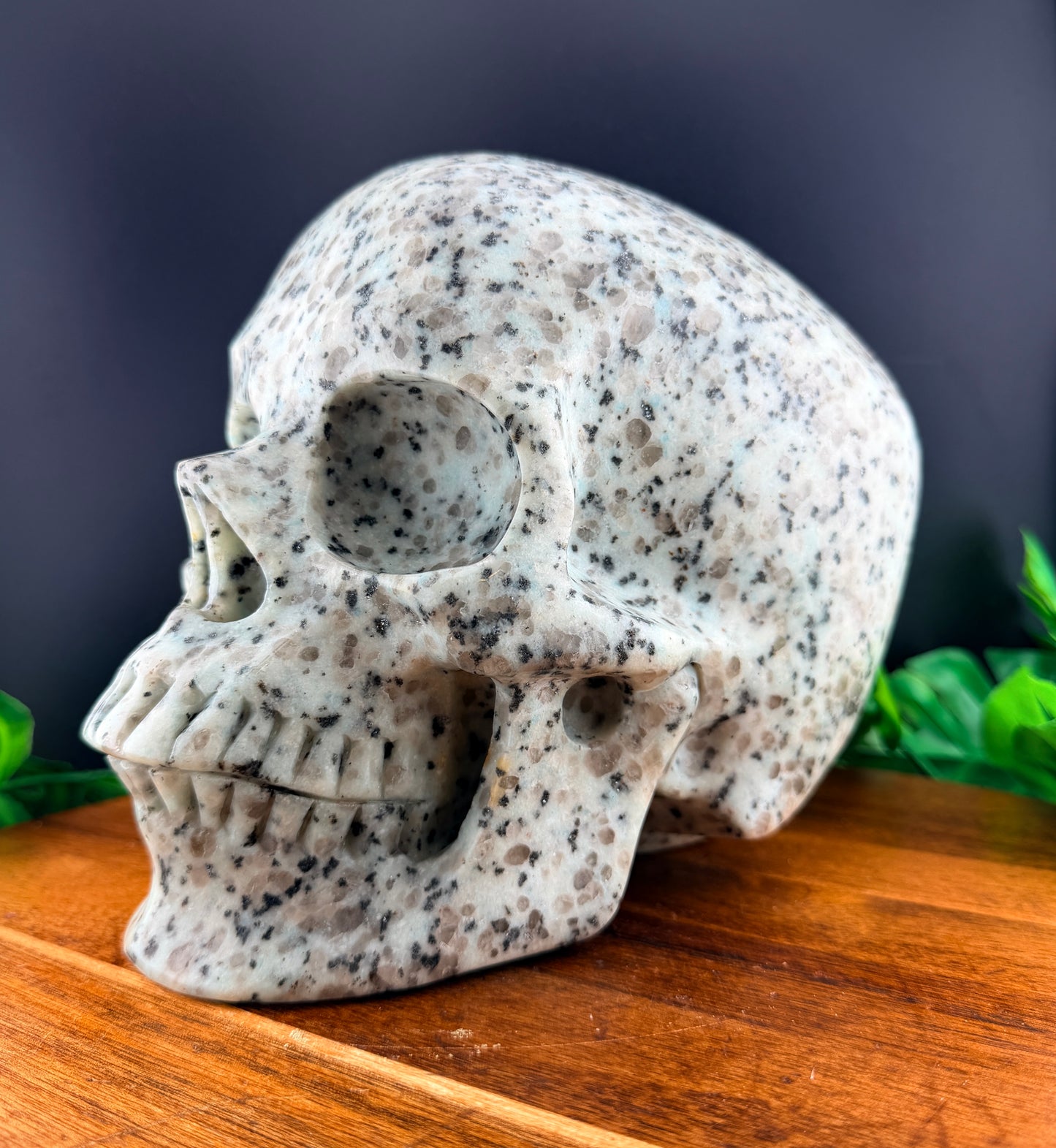 XL 7 inch Kiwi Jasper Skull