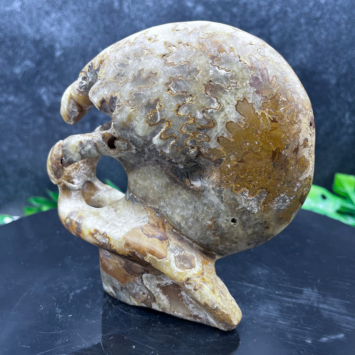 Self Standing Ammonite