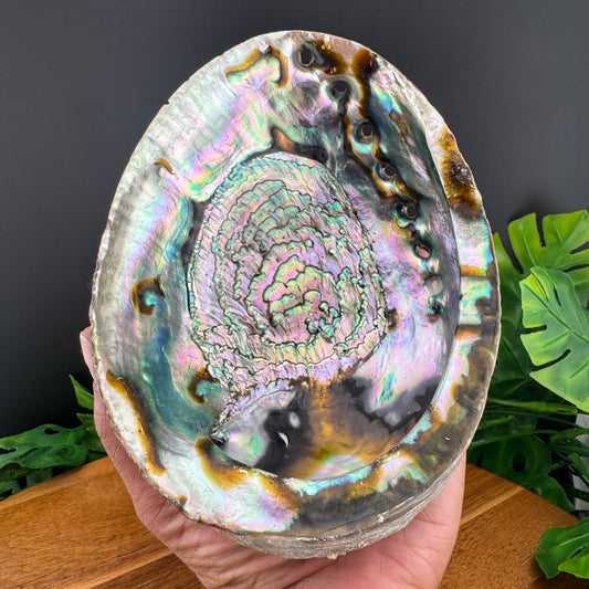 XL Abalone Shell Bowl