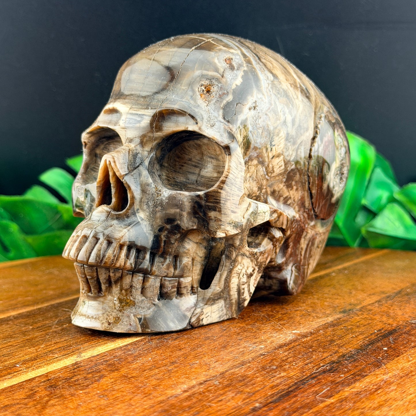 Petrified Wood with Druzy Cavern Skull