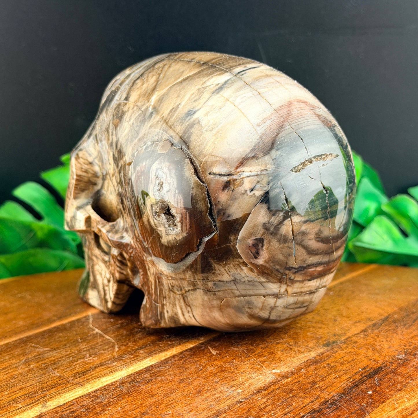 Petrified Wood with Druzy Cavern Skull