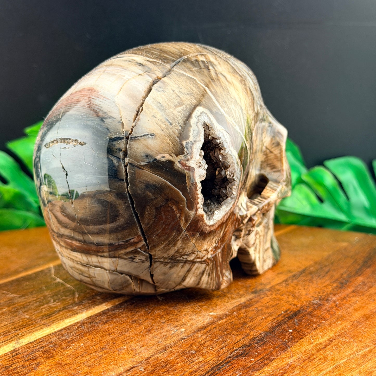 Petrified Wood with Druzy Cavern Skull