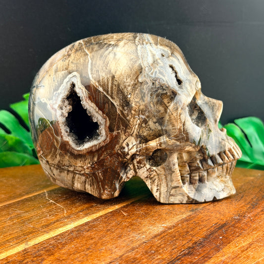 Petrified Wood with Druzy Cavern Skull