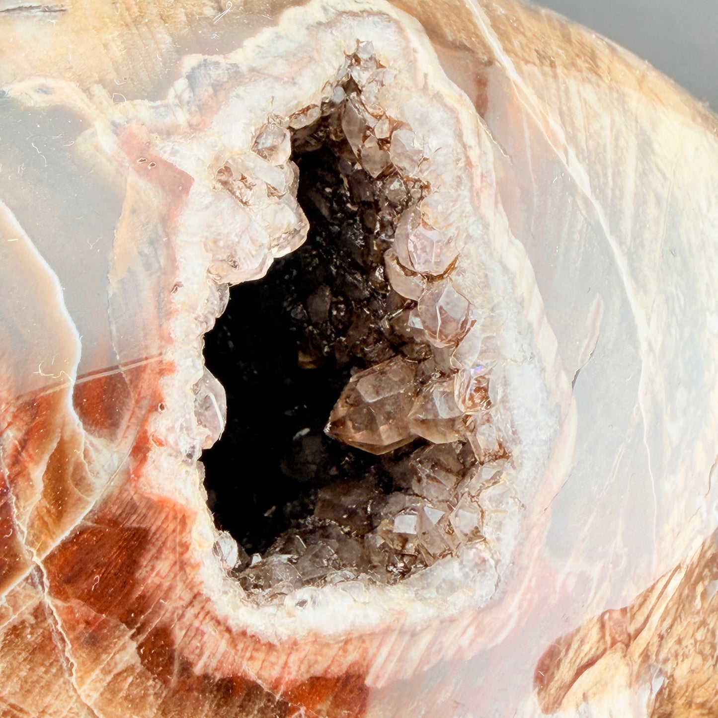 Petrified Wood with Druzy Cavern Skull