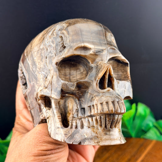 Petrified Wood with Druzy Cavern Skull