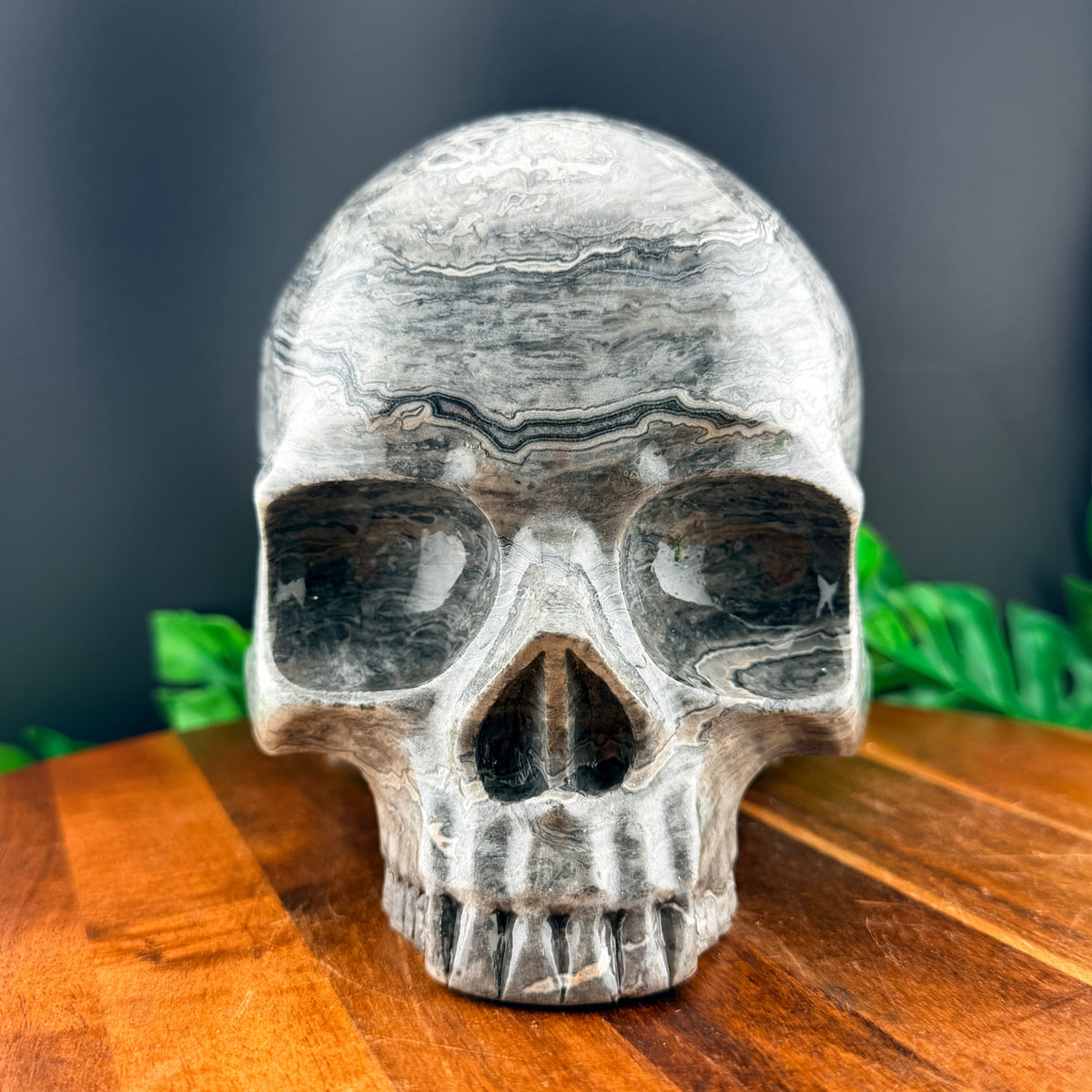 XL Red Line Jasper Jawless Skull