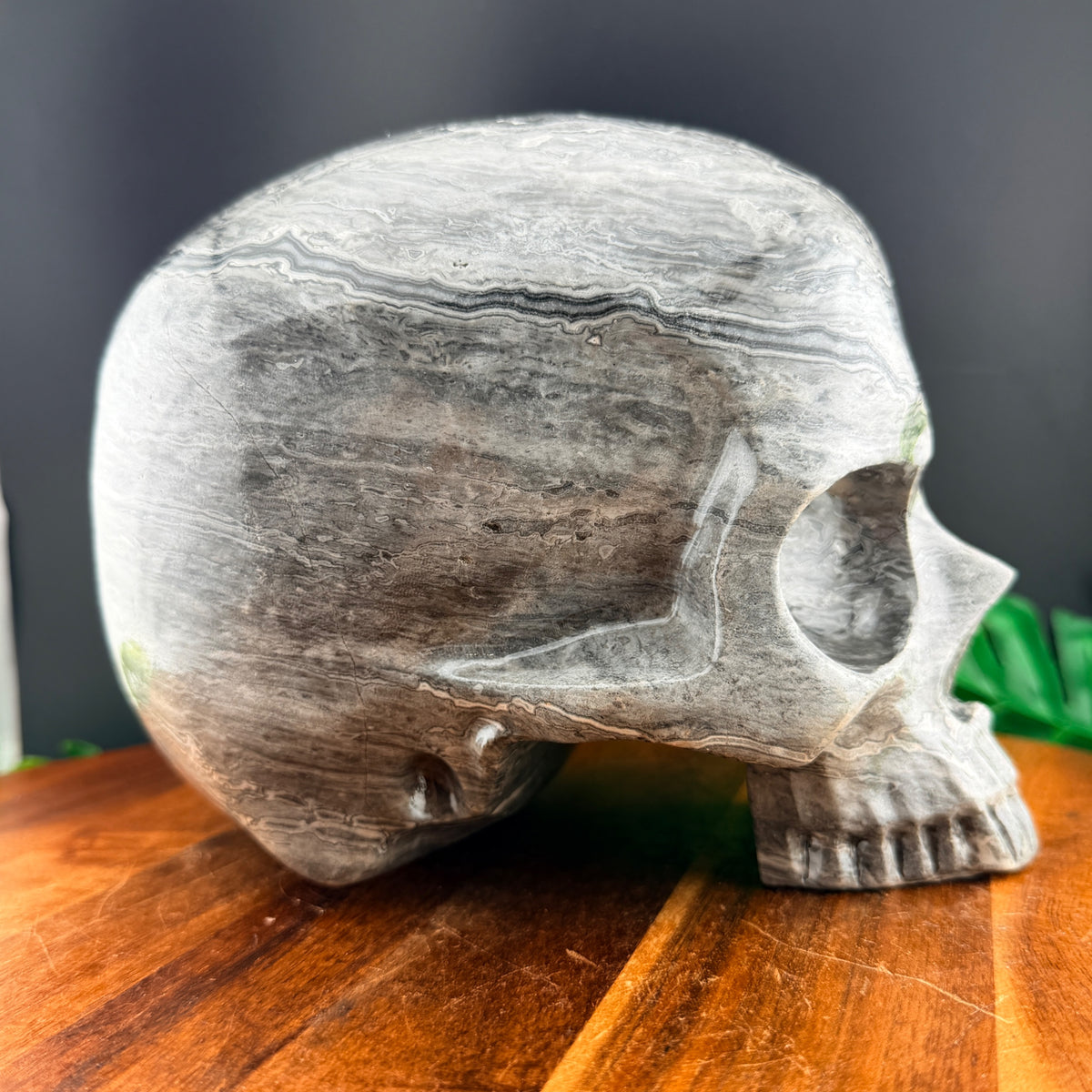 XL Red Line Jasper Jawless Skull