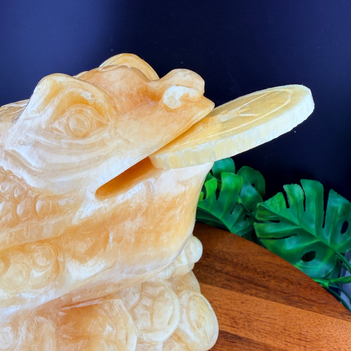 XL Orange Calcite Money Toad