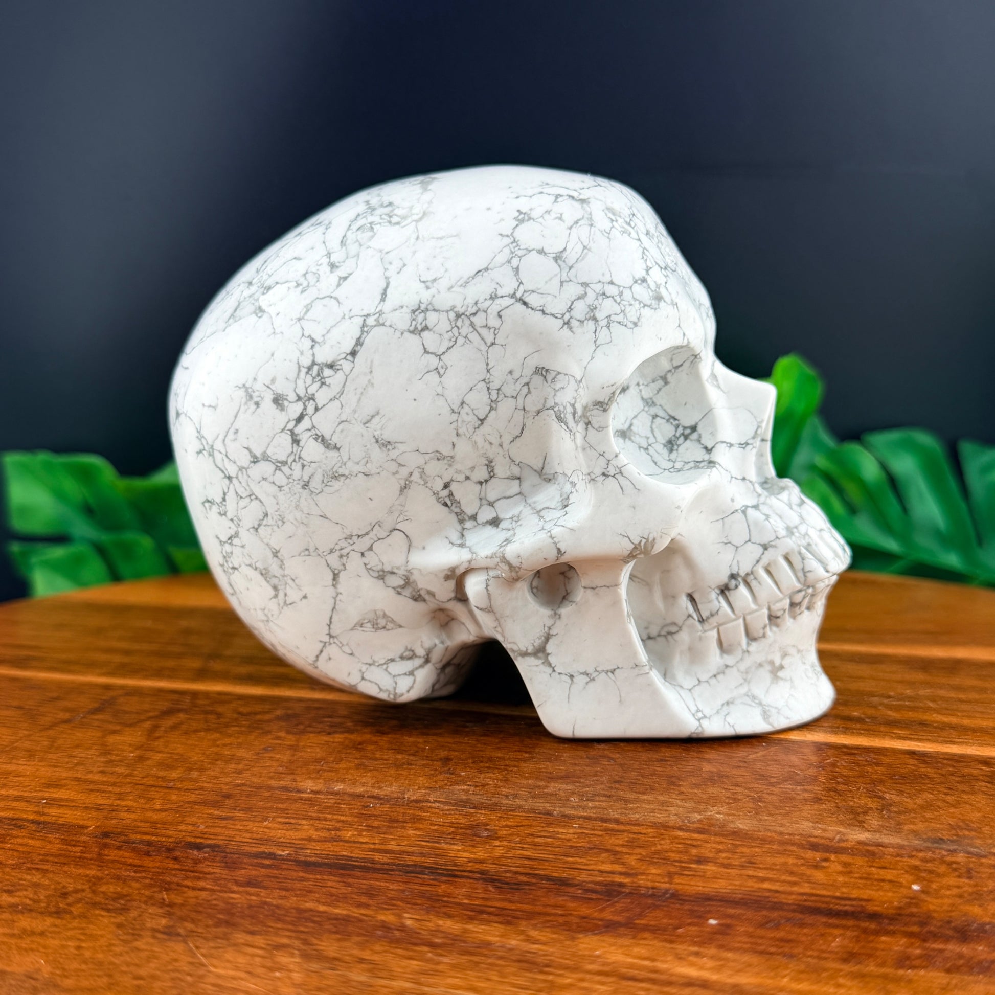 Howlite Skull