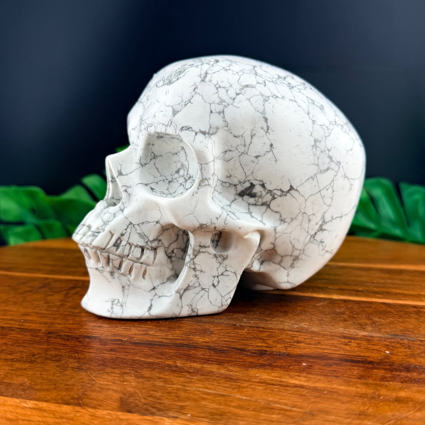 Howlite Skull