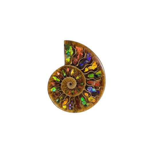 Starborn Ammonite Half with Ammolite Inlay Cabochon 55 - 60 mm, 1 Piece
