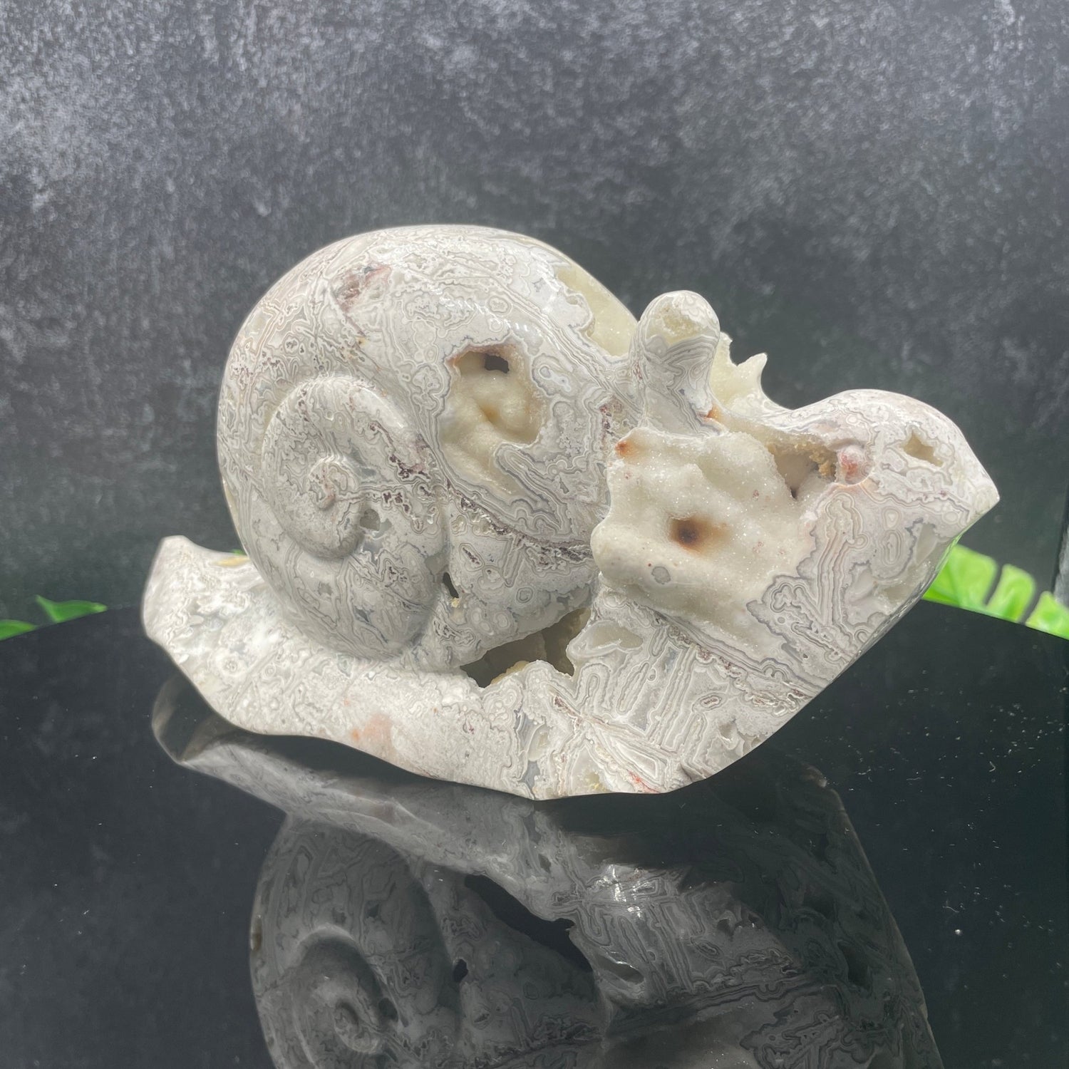 Abstract Mexican Crazy Lace Agate Snail - Sage & Magic