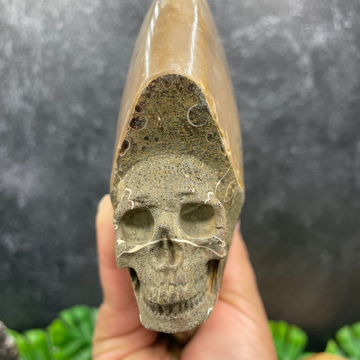 Ammonite Carved Skull with Ammolite - Sage & Magic