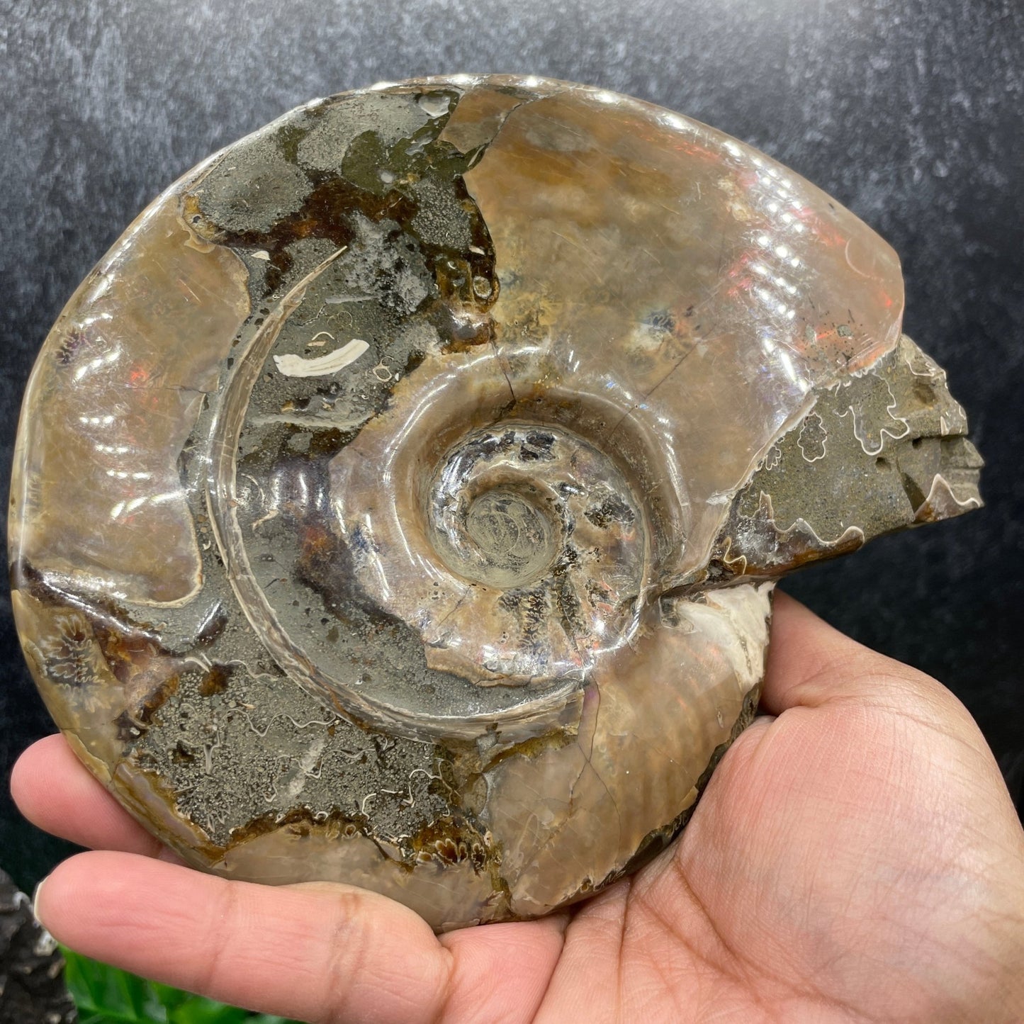 Ammonite Carved Skull with Ammolite - Sage & Magic